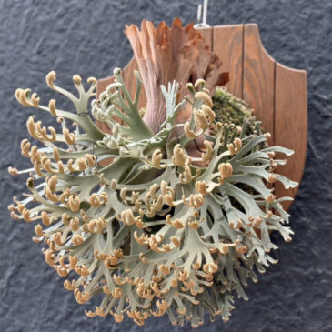 【Frontier Plants】親入荷、オンラインストアにはっぱさんとCreateplantさんより届いた希少スポアと希少ヒリーのRPを追加！！【ビカクシダ　コウモリラン　プラティケリウム】