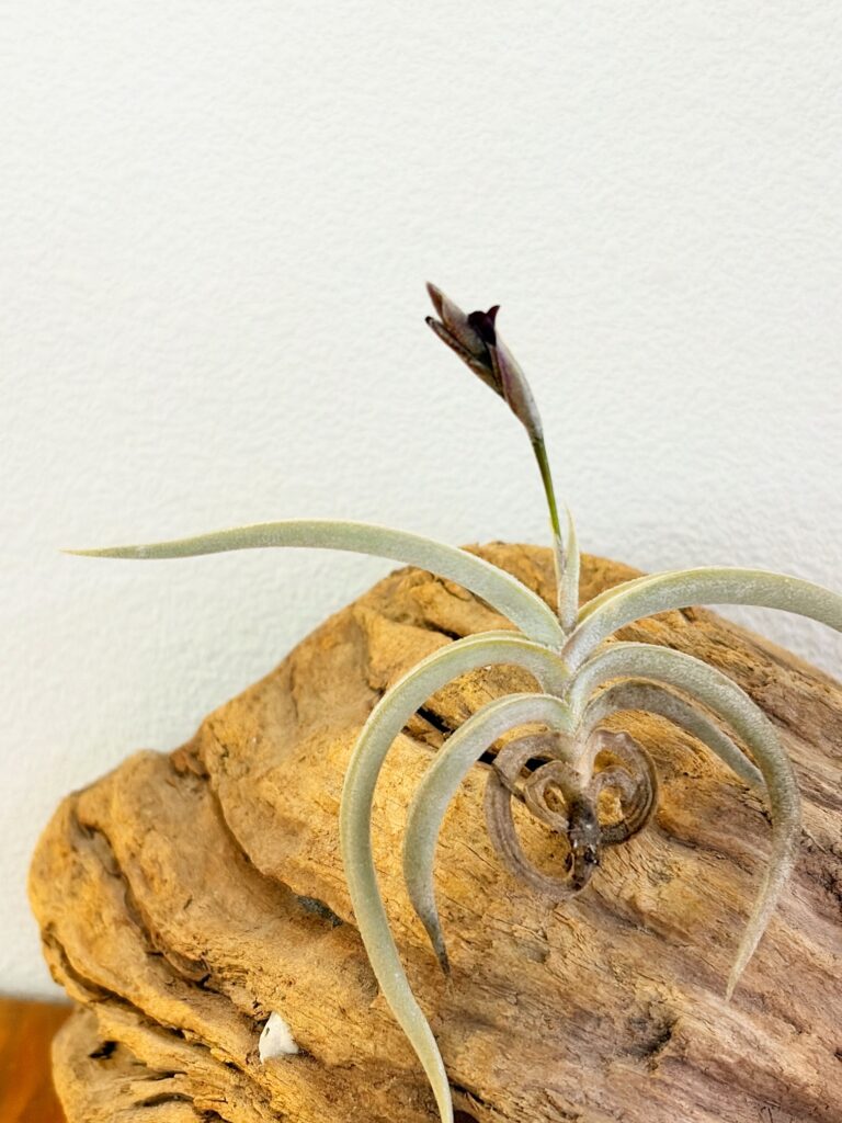 チランジア・テネブラ　Tillandsia tenebra