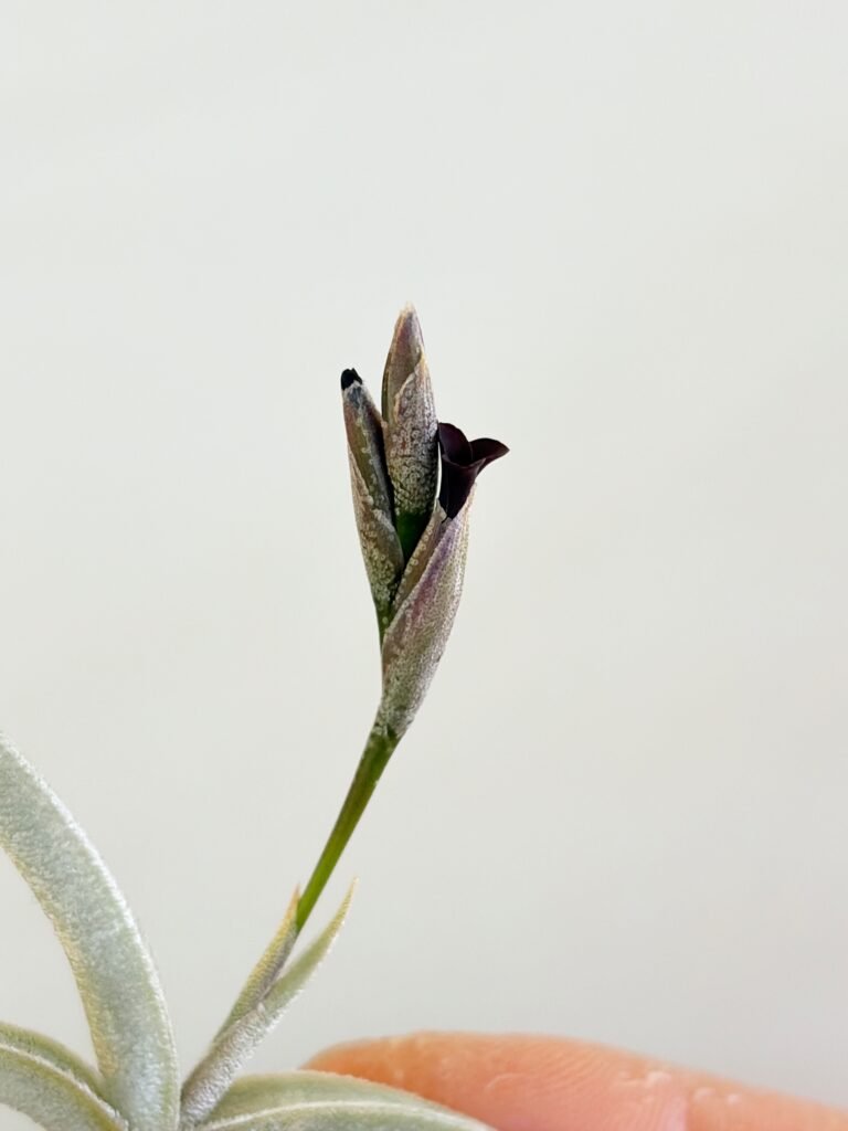 チランジア・テネブラ　Tillandsia tenebra