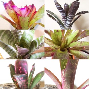 【Frontier Plants】タンクブロメリア図鑑　ネオレゲリア、ホヘンベルギア、ビルベルギア、エクメア
