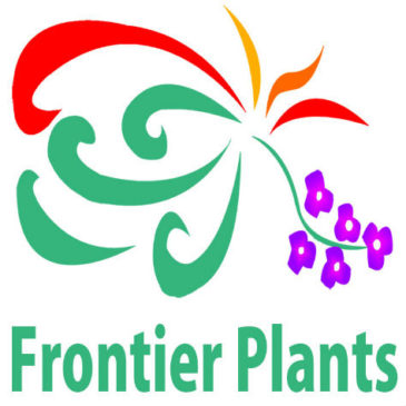 【Frontier Plants】オンラインストア2018年12月15日入荷予定のお知らせ【ブロメリア】