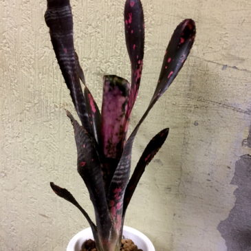 ビルベルギア・インセンディアリーデライト　Billbergia ‘Incendiary delight’（Domingos Martins×Strawberry）育て方 図鑑　【Frontier Plants】