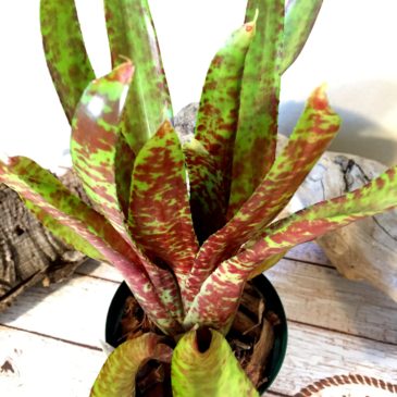 ネオレゲリア・レッドオングリーン　Neoregelia ‘Red on Green’ (Neo. olens Marie X Neo. spectabilis)育て方 図鑑　【Frontier Plants】