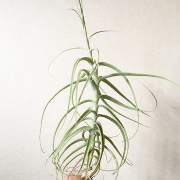 チランジア・パレアセア・ハイブリッド　Tillandsia paleacea Hybrid　育て方　図鑑