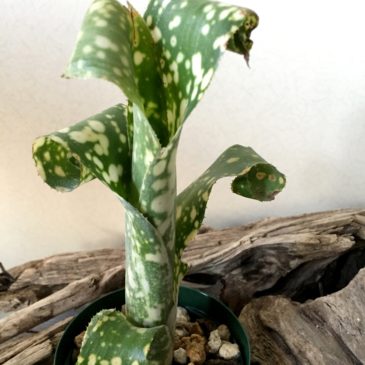 ビルベルギア・レプトポーダ　Billbergia leptopoda　育て方 図鑑　【Frontier Plants】