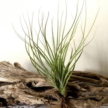 チランジア・ロドリゲジアナ・ハイブリッド　Tillandsia rodrigueziana ‘Hybrid’　ティランジア育て方　図鑑