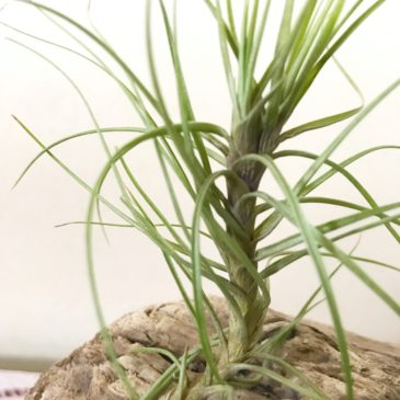 【FrontierPlants】チランジア・テヌイフォリア・ファインリーフ　T. tenuifolia ‘Fine Leaf’　ティランジア育て方　図鑑