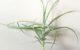 チランジア・アリザ・ジャイアント　Tillandsia arhiza ‘Giant’