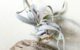 チランジア・チアペンシス・ギガンテスコ　Tillandsia chiapensis ‘Gigantesco’