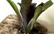 ネオレゲリア・ロイヤルフラッシュ　Neoregelia Royal Flush(Neo. pauciflora x Ne0. johannis)