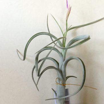 チランジア・インターメディア・ミニパープル　Tillandsia intermedia ‘Mini purple’　ティランジア育て方　図鑑