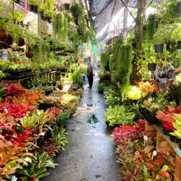 【Frontier Plants】タイ植物旅行記　サワームルアン２マーケット　植物買い付け 　ローカル観葉植物市場　