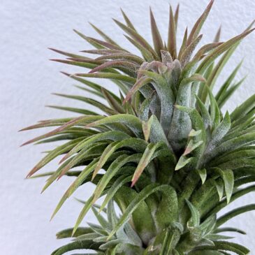 【Frontier Plants】3月14日販売予定のチランジアの価格と画像を紹介！！【Tillandsia　エアプランツ　北海道　ティランジア】